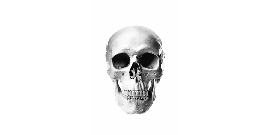 an isolated skull in greyscale