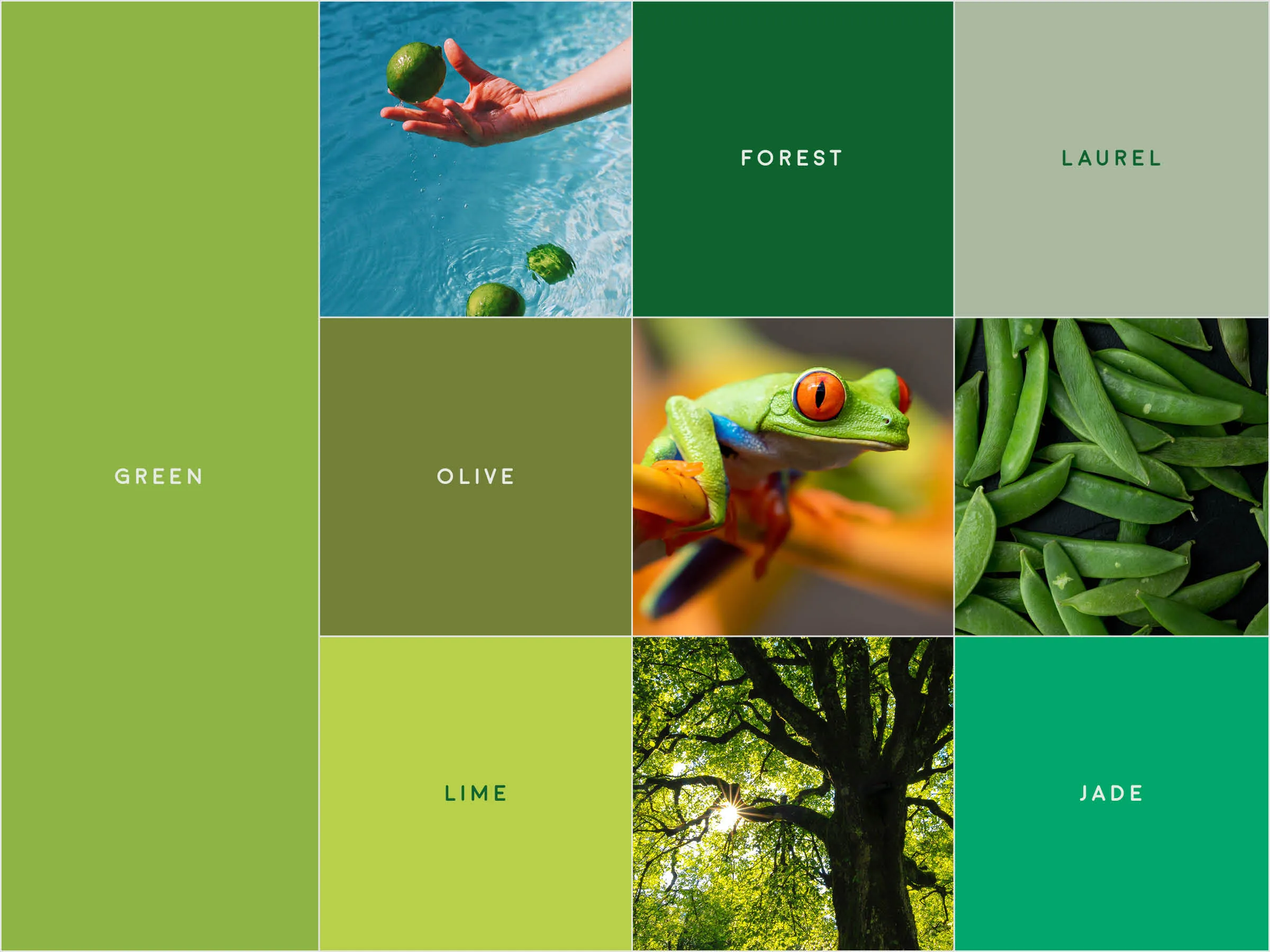 A gridded image with various tones of green, and small photographs of a frog, limes, runner beans, and a tree