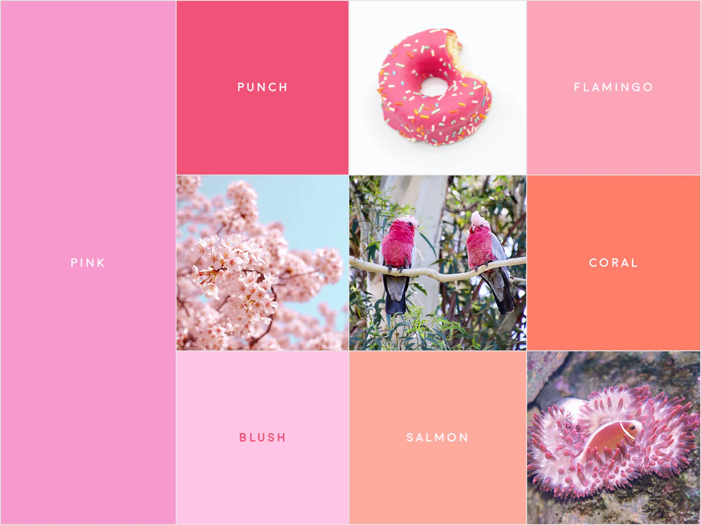 A gridded image with various tones of pink, with small photographs of a doughnut, cherry blossoms, parrots, and coral