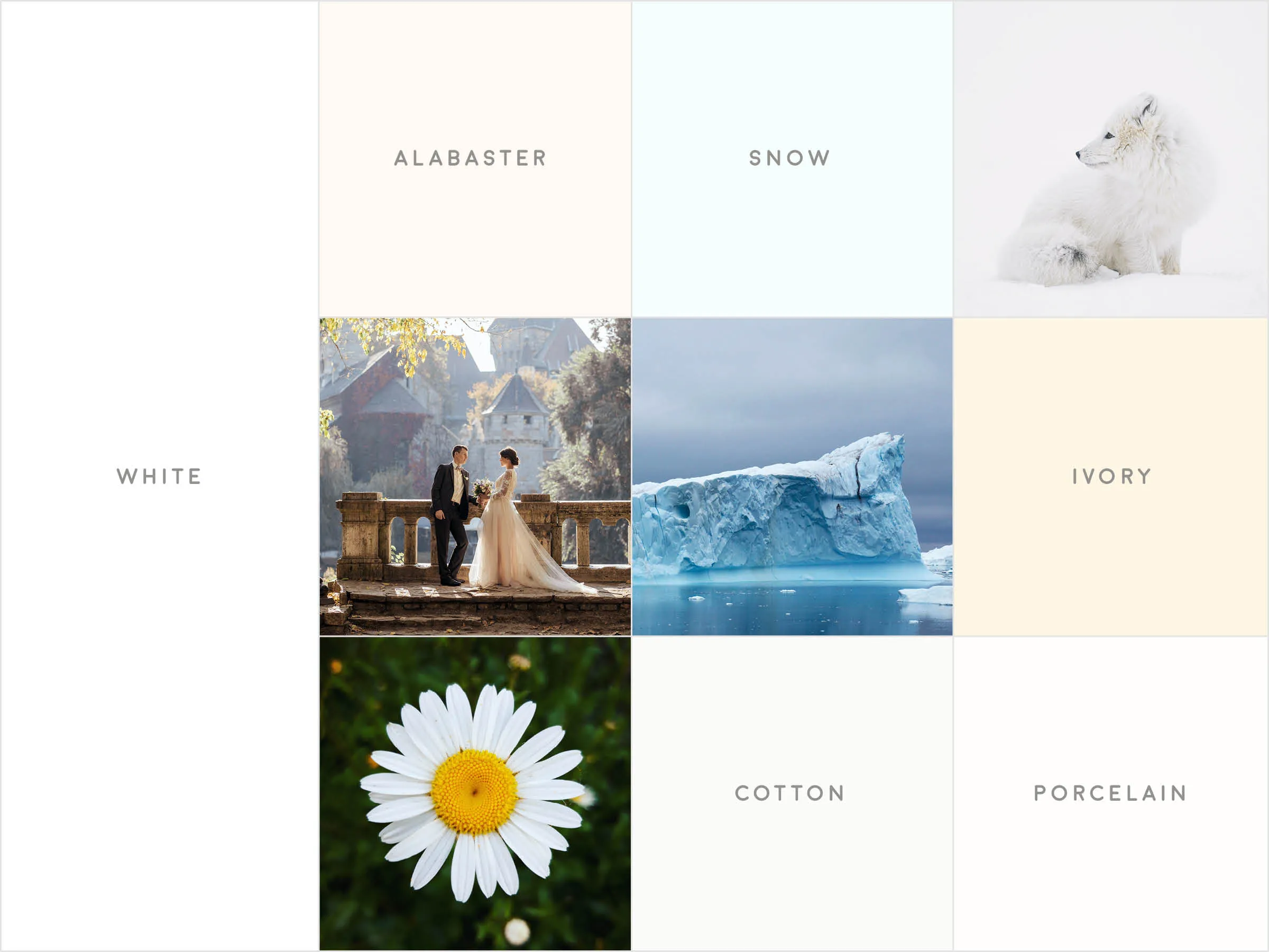 A gridded image with various tones of white, with small photographs of a glacier, a wedding, a flower, and an arctic fox