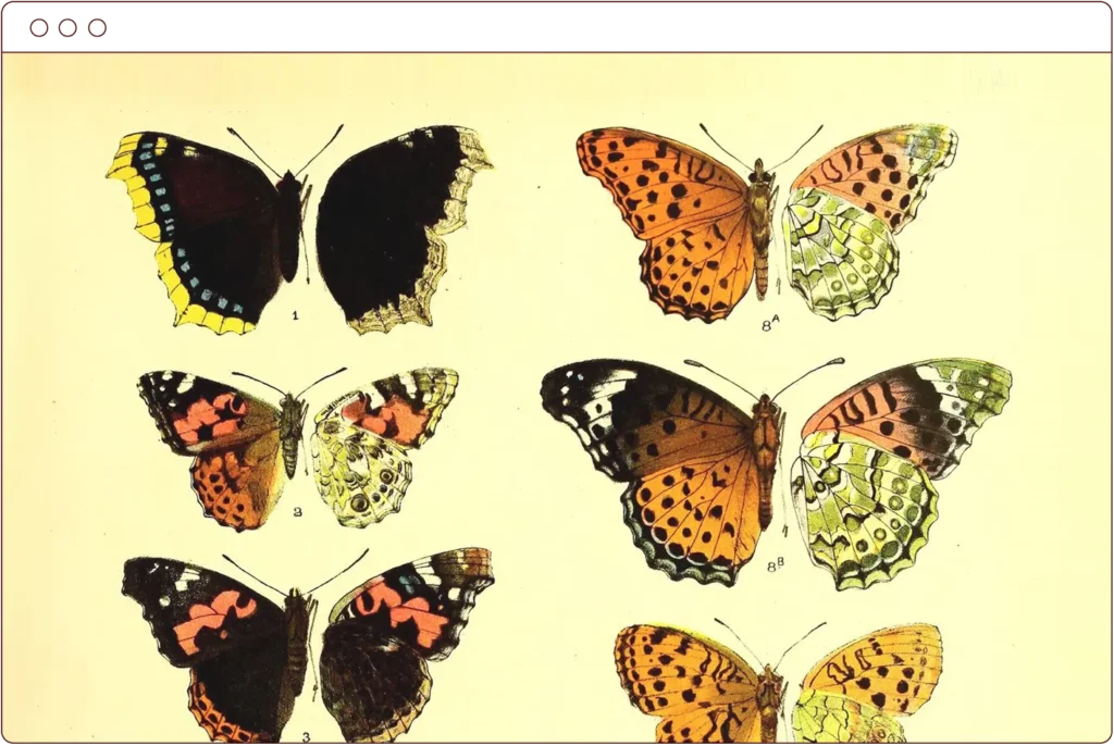 a browser window illustration featuring a screenshot of butterfly illustrations from the biodiversity heritage library flickr feed