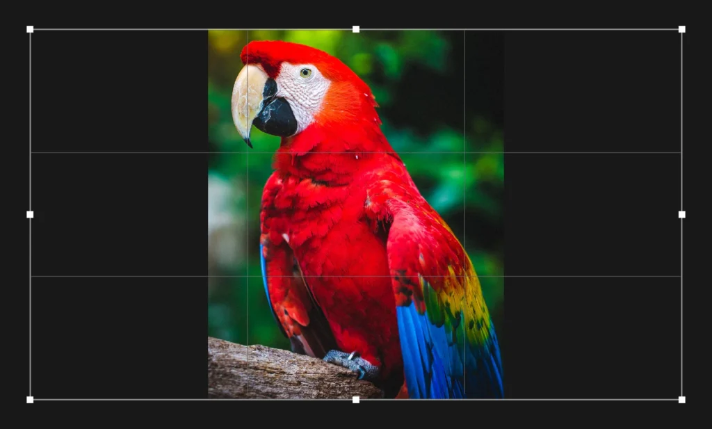 a photo of a scarlet macaw with the photoshop crop tool options overlaid, showing the expansion of the sides