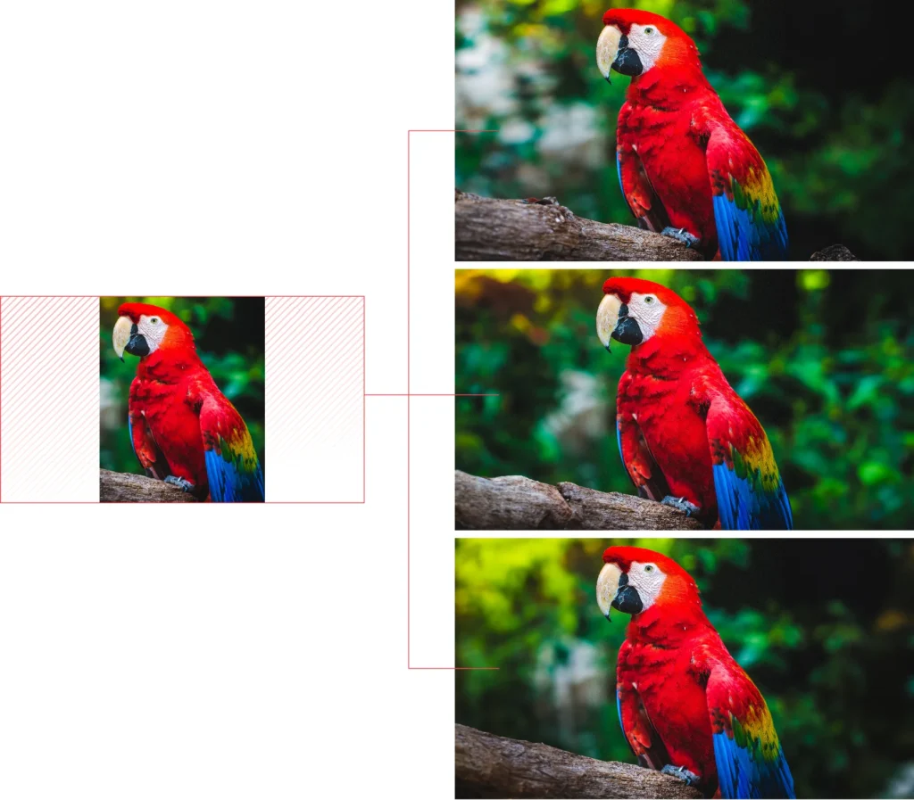 the initial three options for our scarlet macaw image stacked together -each shot has a different variation on the theme
