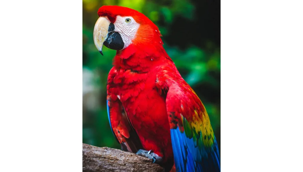 a side profile photo of a scarlet macaw