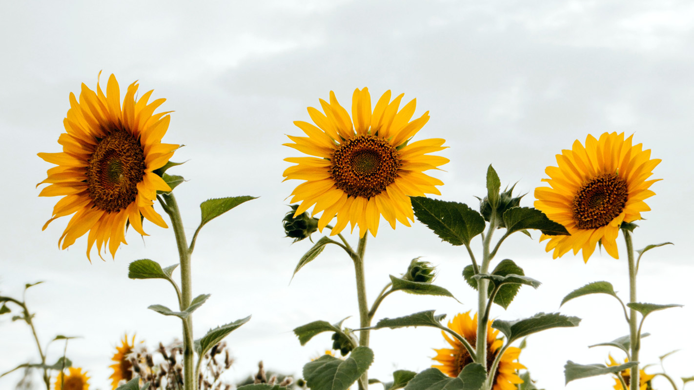 three sunflowers standing tall in a field