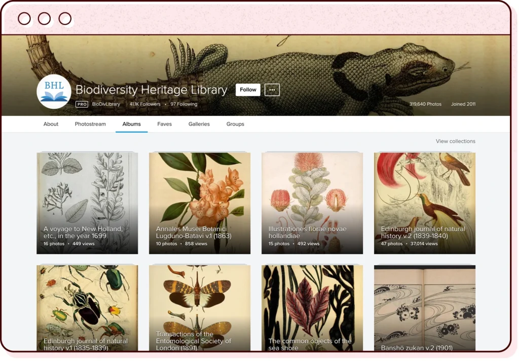 a browser window illustration featuring a screenshot of a page from the biodiversity heritage library flickr feed