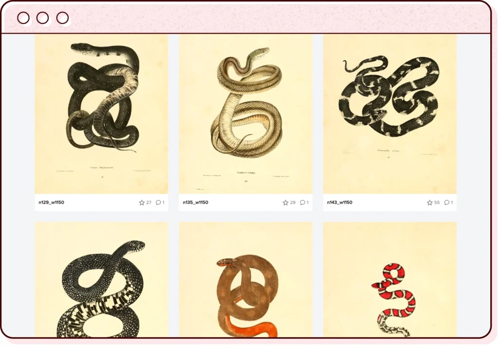 a browser window illustration featuring a screenshot of snake illustrations from the biodiversity heritage library flickr feed