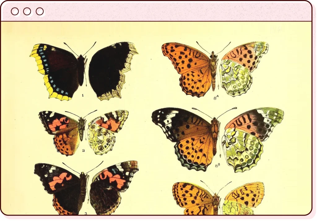 a browser window illustration featuring a screenshot of butterfly illustrations from the biodiversity heritage library flickr feed